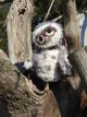 Funny Furry Owl Donkerbruin